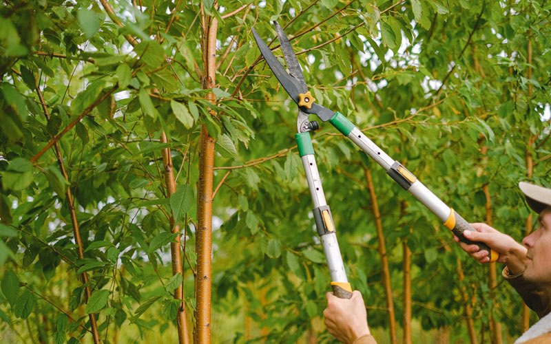 Tree trimming in Tanana, AK